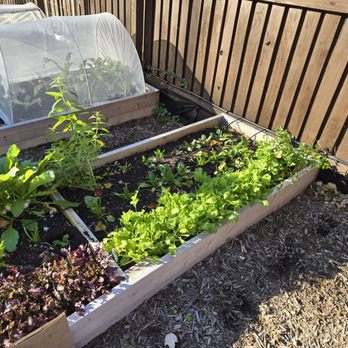 Love & Carrots - Mustard Green and spinach - Landscaping Near Me Love & Carrots - Mustard Green and spinach - Landscaping Near Me