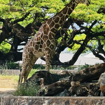 Honolulu Zoo - Giraffes at the Honolulu Zoo. - Zoos Near Me - Honolulu, Hawaii Honolulu Zoo - Giraffes at the Honolulu Zoo. - Zoos Near Me - Honolulu, Hawaii