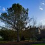 Photo of Anytime Tree Service