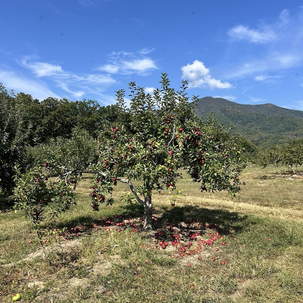 Gross' Orchard - Fruits & Veggies Near Me - Bedford, Virginia