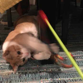 Kitty Care Cat Sitting - Cat in motion, playing with a cat toy - Pet Sitting Near Me