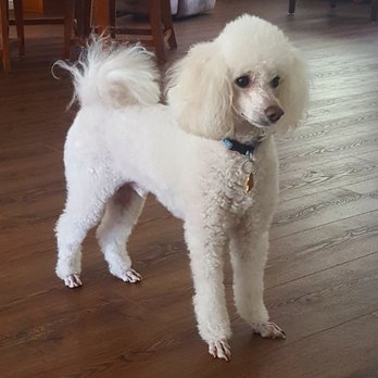 Hairy Hounds - Pet Groomers Near Me - Oakley, California