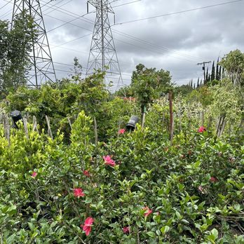 Nursery Gardenia - a variety of flowers and power lines - Nurseries & Gardening Near Me - Northridge, California Nursery Gardenia - a variety of flowers and power lines - Nurseries & Gardening Near Me - Northridge, California