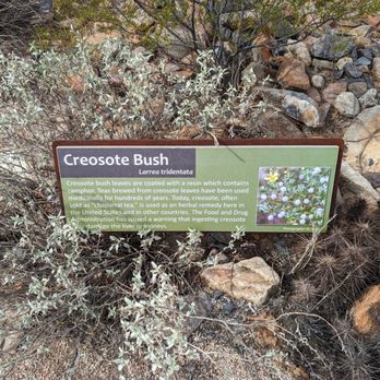 McDowell Sonoran Preserve - Creosote bush - Hiking Near Me - Scottsdale, Arizona McDowell Sonoran Preserve - Creosote bush - Hiking Near Me - Scottsdale, Arizona