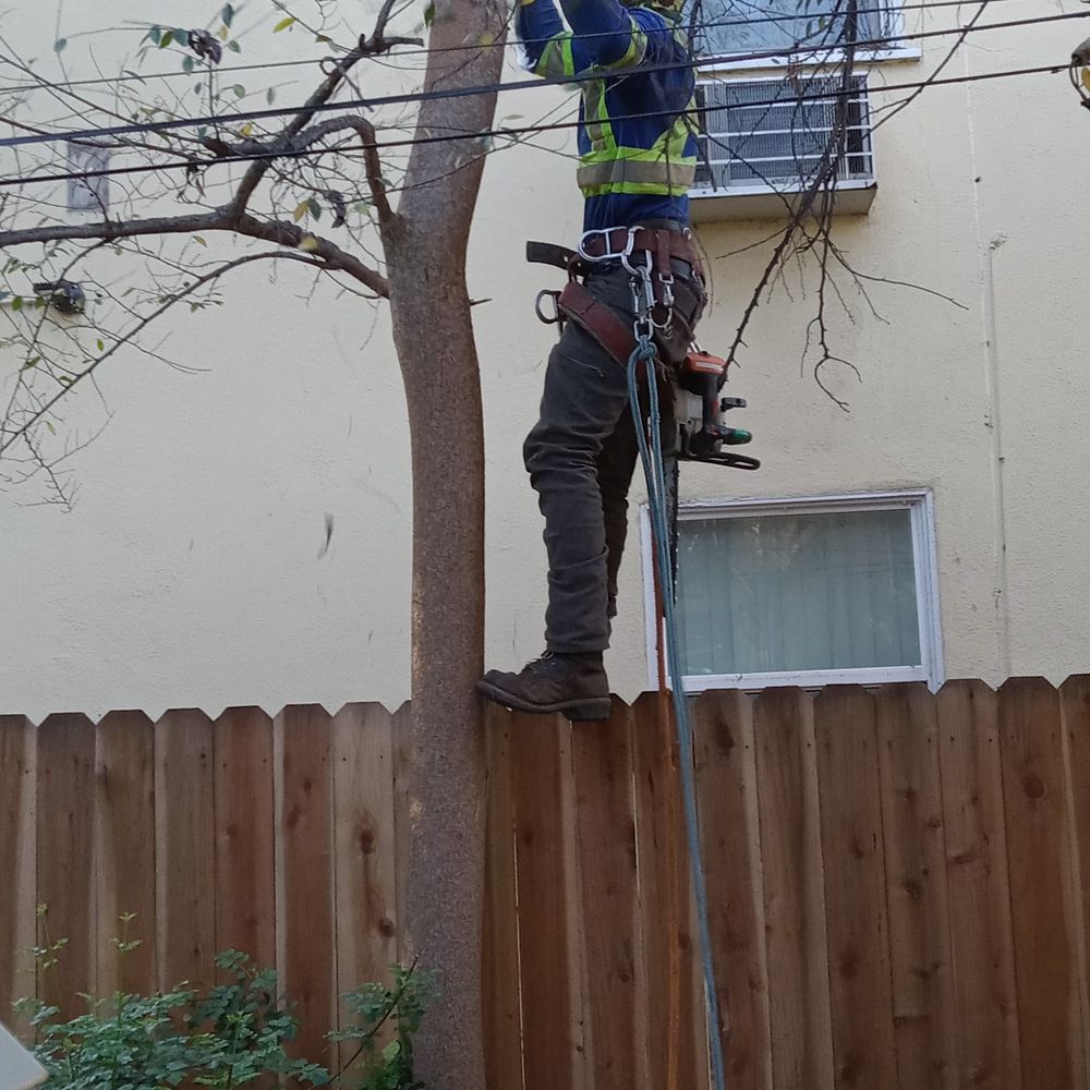 Affordable Tree Service - Tree Services Near Me Affordable Tree Service - Tree Services Near Me