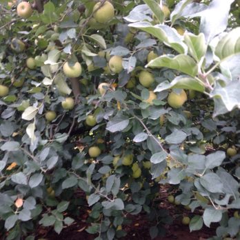 Kingsbury's Orchard - an apple tree full of apples - Fruits & Veggies Near Me - Dickerson, Maryland Kingsbury's Orchard - an apple tree full of apples - Fruits & Veggies Near Me - Dickerson, Maryland