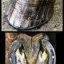 Photo of Michelle's Farrier Service