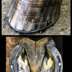 Michelle's Farrier Service