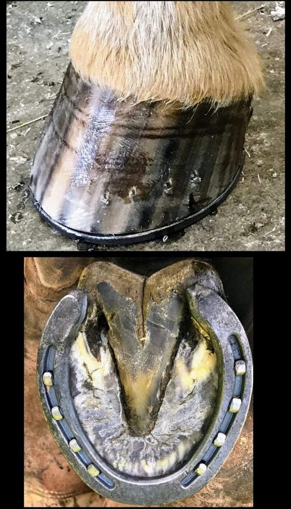 Michelle's Farrier Service Image