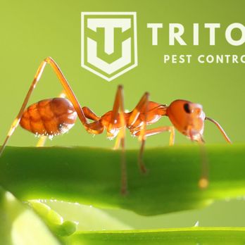 Triton Pest Control - Pest Control Near Me - Glendale, Arizona