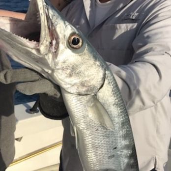 Eva Marie -Key West - Barracuda fish we caught - Boat Charters Near Me Eva Marie -Key West - Barracuda fish we caught - Boat Charters Near Me