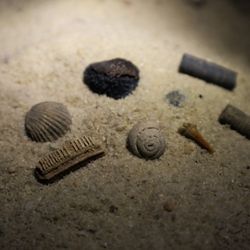In our Simulation Cave Mine, we offer 8 different types of fossils to collect!