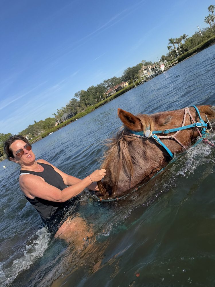 Carousel Sea Horses - equestrian in Bradenton, FL