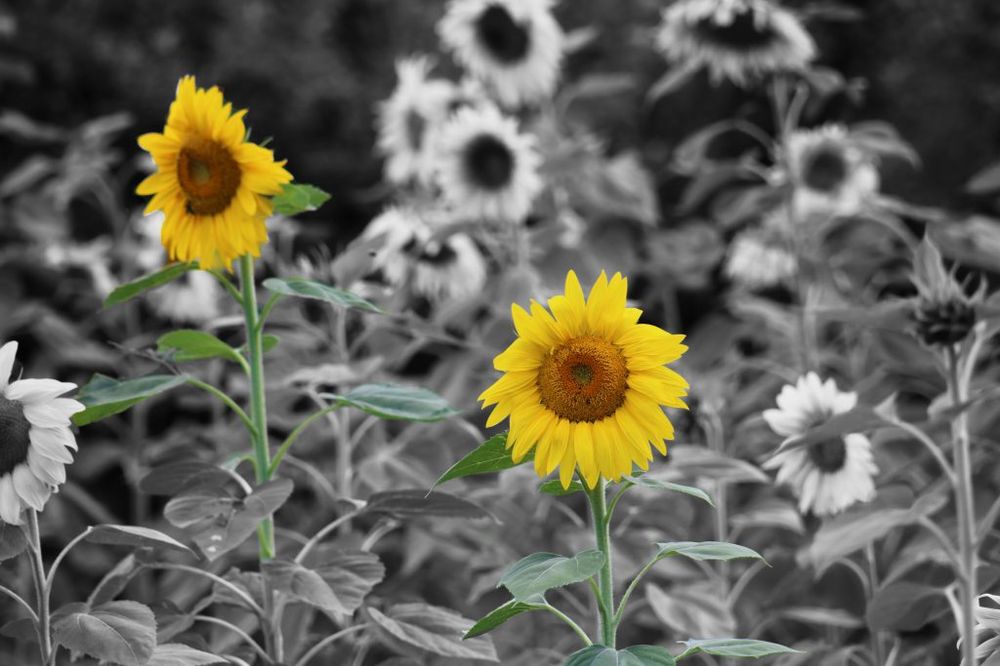 Atencion Family Services - home care agency in Albuquerque, NM