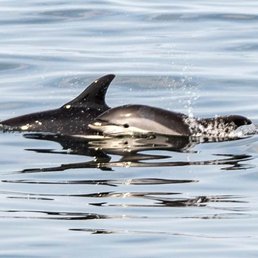 A baby dolphin.