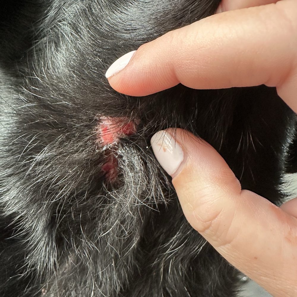 Camp Bow Wow - One of many cuts all over my dogs chest - Pet Boarding Near Me - Indianapolis, Indiana Camp Bow Wow - One of many cuts all over my dogs chest - Pet Boarding Near Me - Indianapolis, Indiana