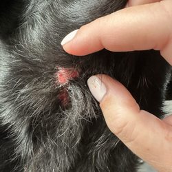 Camp Bow Wow - One of many cuts all over my dogs chest