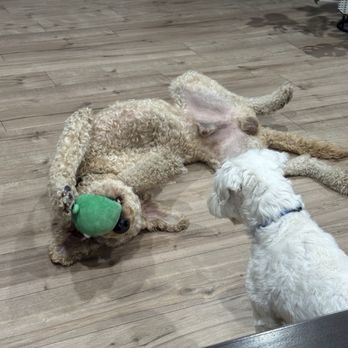 Pets 4 Us - You can tell Archie felt like his own home with his own toy when he stayed at Tadeh's place - Pet Groomers Near Me - Glendale, California Pets 4 Us - You can tell Archie felt like his own home with his own toy when he stayed at Tadeh's place - Pet Groomers Near Me - Glendale, California