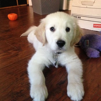 Eggers Dog Training - Dusty - Pet Training Near Me Eggers Dog Training - Dusty - Pet Training Near Me