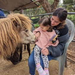 Harmony and Horses
