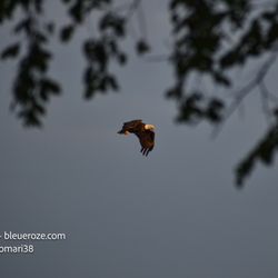 Windsor Locks Canal Trail State Park - Bald eagle
