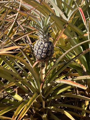 Dole Plantation by null