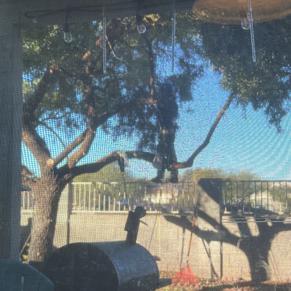 Arizona Tree Team | Phoenix Tree Removal | Trimming - Cutting branches - Tree Services Near Me - Phoenix, Arizona