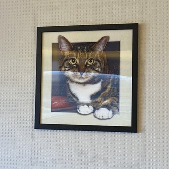 Spinnakers Coffee Bar - Any place that has a 3D cat photo is my kind of place! - Vietnamese Near Me - Sylvan Lake, Alberta Spinnakers Coffee Bar - Any place that has a 3D cat photo is my kind of place! - Vietnamese Near Me - Sylvan Lake, Alberta