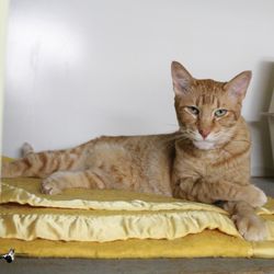 Alaska Humane Society - Chance-ADOPTED