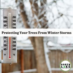 North Lake Tree Service - https://buff.ly/49Izsfb