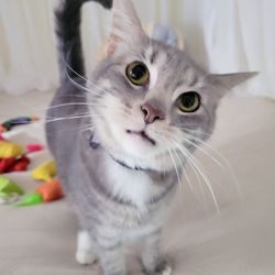 Cuddles and Tails Pet Services - Mr. Frankie