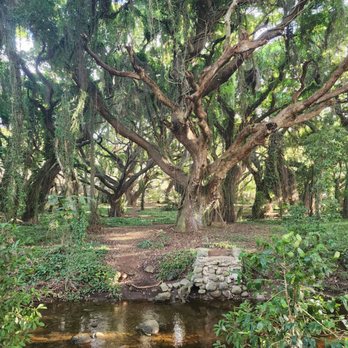 Magical Enchanted Forest - Hiking Near Me Magical Enchanted Forest - Hiking Near Me