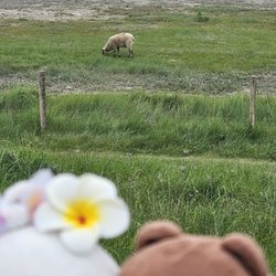 Mont Saint-Michel - Sheep