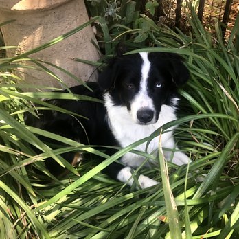 The Animal Keeper - Bear chill'in out - Pet Sitting Near Me - Poway, California The Animal Keeper - Bear chill'in out - Pet Sitting Near Me - Poway, California