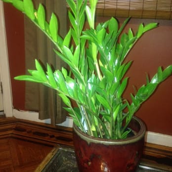 Indoor Outdoor Gardener - Z-Z plant - Nurseries & Gardening Near Me - Brooklyn, New York Indoor Outdoor Gardener - Z-Z plant - Nurseries & Gardening Near Me - Brooklyn, New York