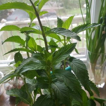Root Life Plant Nursery - Fragrant mint plant! - Nurseries & Gardening Near Me - Metairie, Louisiana Root Life Plant Nursery - Fragrant mint plant! - Nurseries & Gardening Near Me - Metairie, Louisiana