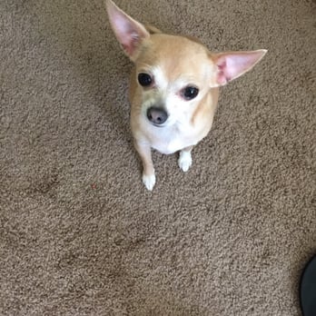 Barkhaus Mobile Pet Spa - Penny feels so refreshed! - Pet Groomers Near Me Barkhaus Mobile Pet Spa - Penny feels so refreshed! - Pet Groomers Near Me