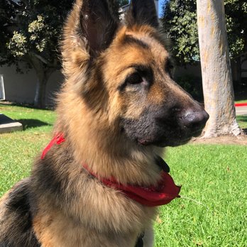 C J Dog Grooming - Pet Groomers Near Me - Anaheim, California