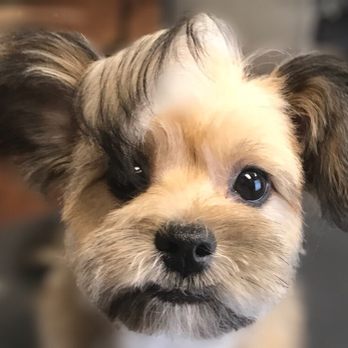 Ashley's Pet Artistry - Pet Groomers Near Me - Salem, Oregon