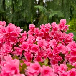 Gardens Gardens