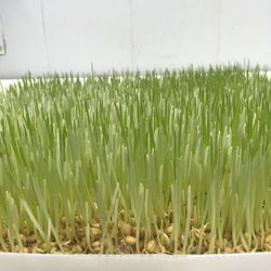 Organicas Farm Fresh