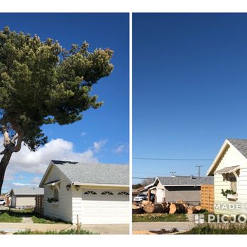 Chads Chippers - Before and After Photo - Tree Services Near Me - Lancaster, California