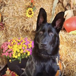 Happy Dog Training