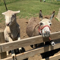 Maximum Load Fireworks - Free petting zoo!