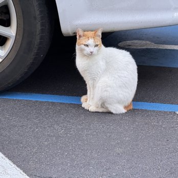 Papakea Resort - Feral cats - Resorts Near Me - Lahaina, Hawaii