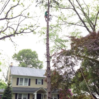 CPL Property and Tree - a man trimming a tree - Tree Services Near Me - Springfield, Pennsylvania CPL Property and Tree - a man trimming a tree - Tree Services Near Me - Springfield, Pennsylvania