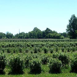 Starbuck's Blueberry Farm