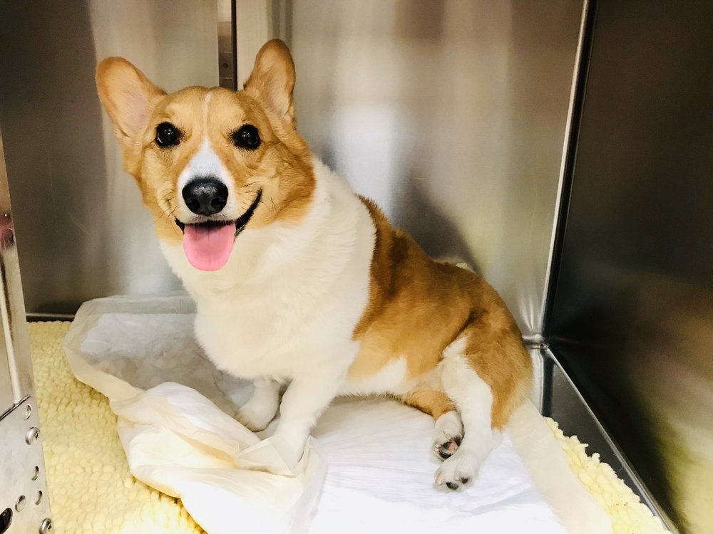 VETERINARY NEUROLOGY CENTER 75 Photos & 152 Reviews 3051 Edinger Ave, Tustin, CA Yelp