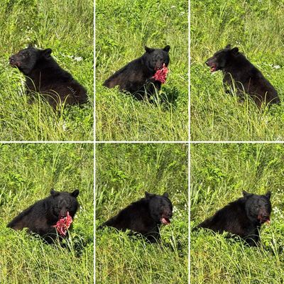 Alaska Rainforest Sanctuary by null