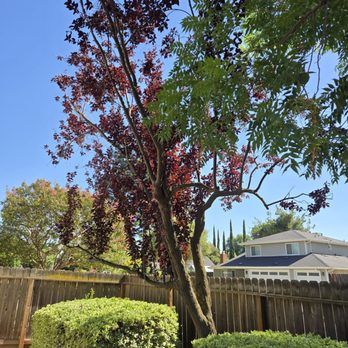 Jay's Tree Service - Plum tree trimmed - Tree Services Near Me Jay's Tree Service - Plum tree trimmed - Tree Services Near Me